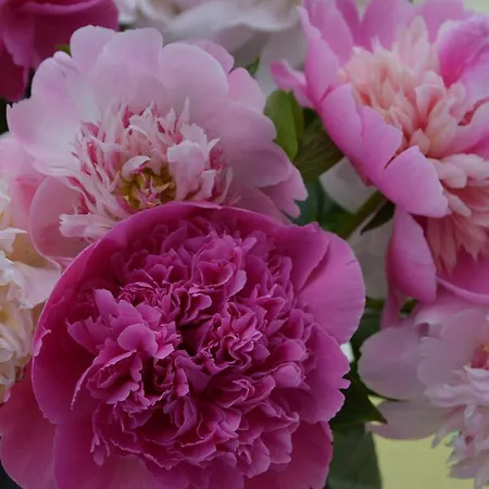 Appartement Steinhof-littmann *